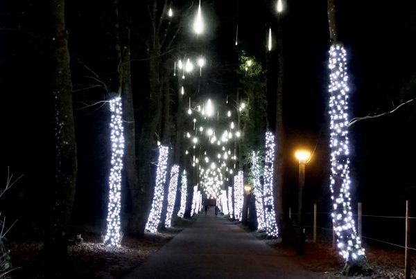Center Parcs Longleat Forest lit trees on either side of the walkway with meteor lights above